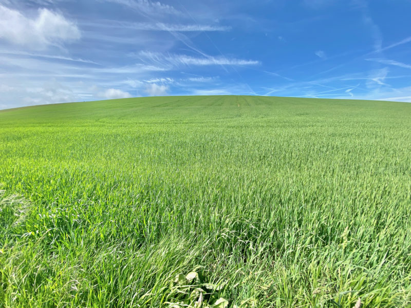 South Downs Way. Image © PlanetSKI